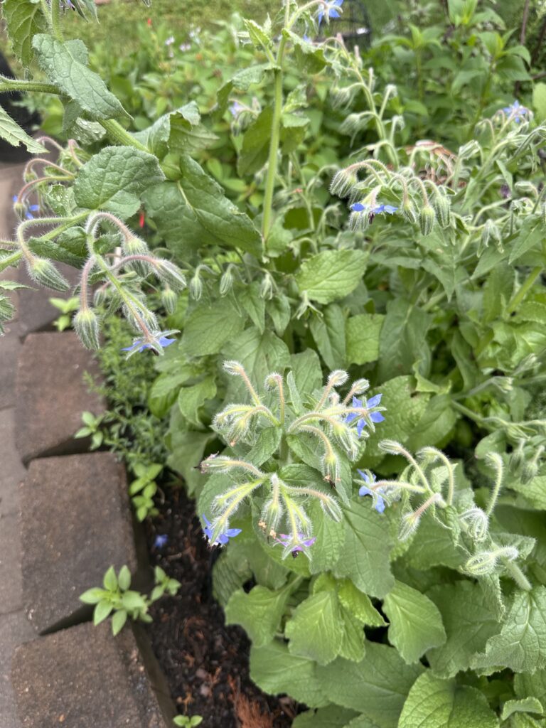 Borage Plant