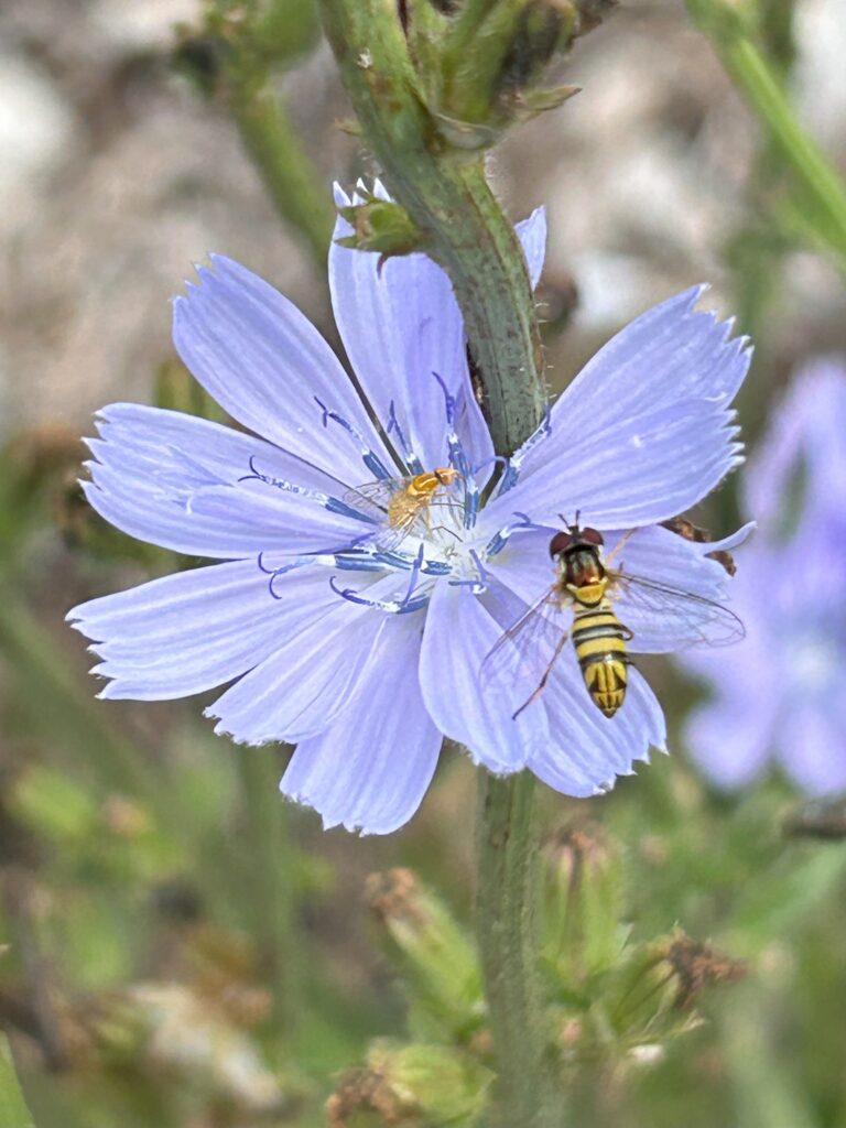 Chicory